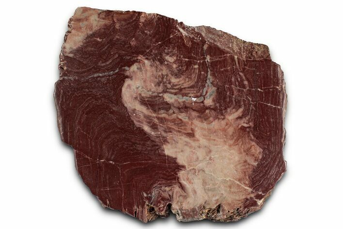 Polished, Neoproterozoic Stromatolite (Conophyton) - Morocco #350932